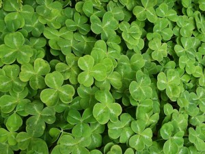 shamrocks
