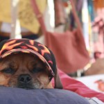 new inventions, doggie hats
