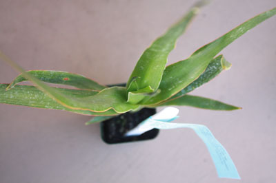 Green giveaways