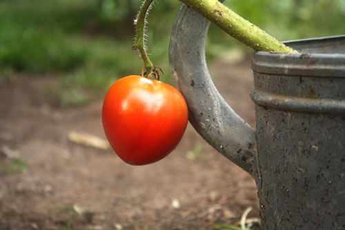 Fresh Garden Tomatoes From the Family Garden