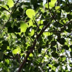 aspenleaves
