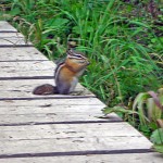 chipmunk