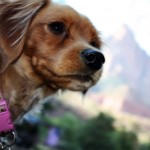 hayleyatzion