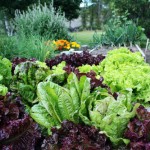 lettuce