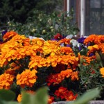 marigolds