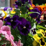 petunias