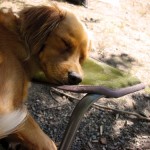 sleepycamper2