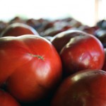 tomatoes