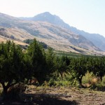 utahpeachgrove