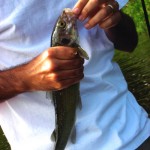 whitfish