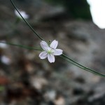 zionflower