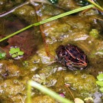 zionfrog