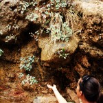 zionhanginggarden