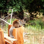 zionsquirrel