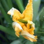 zucchiniflower